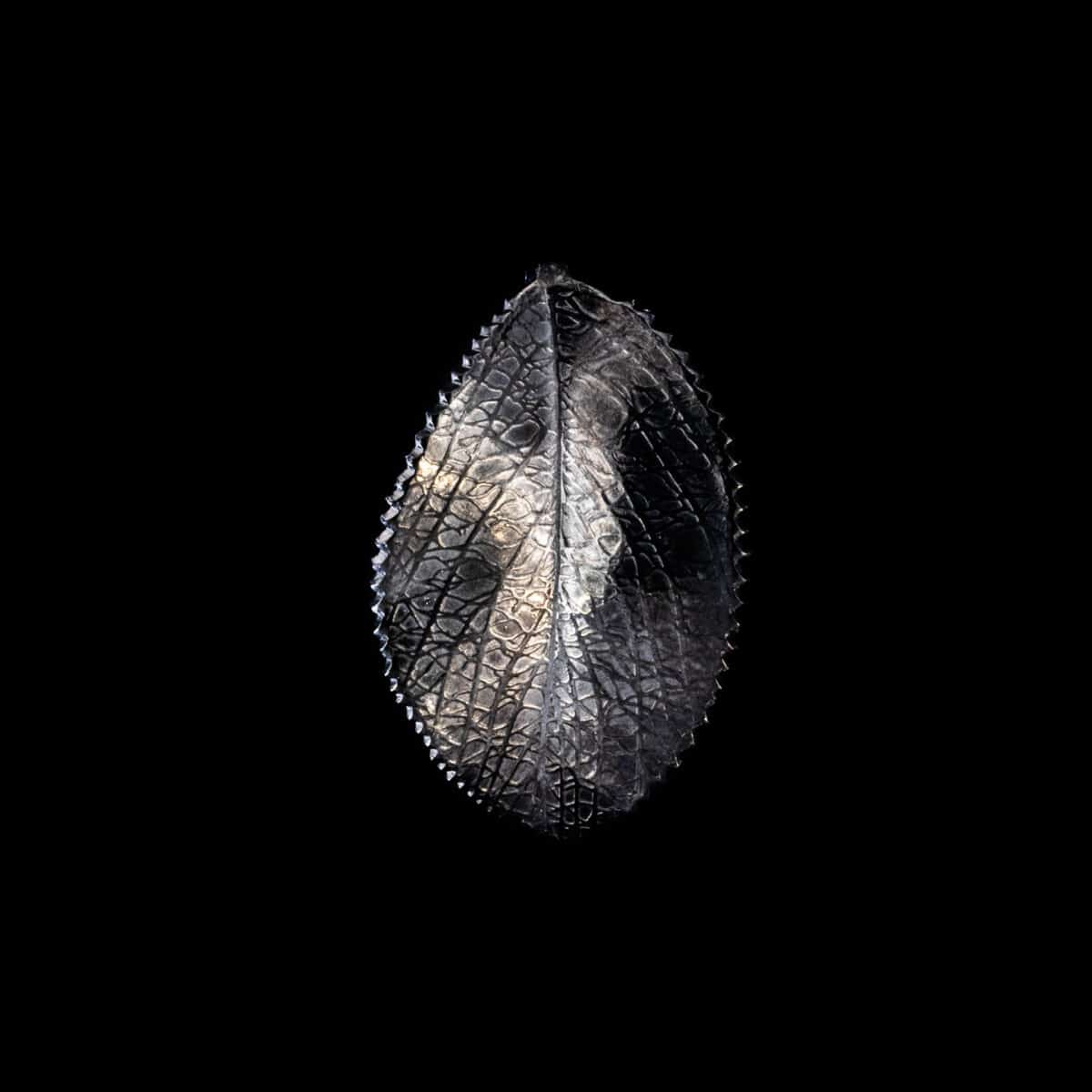 PENDENT SS BLACK LEAF